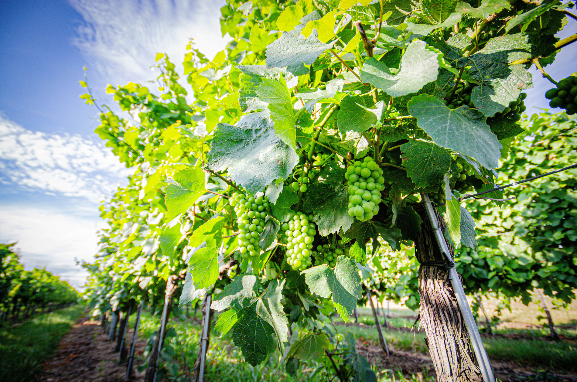 François szőlőfürt François szőlőfürt